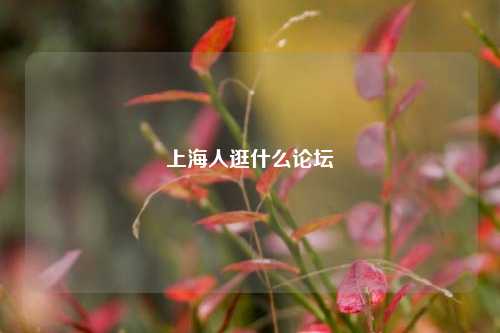 上海人逛什么论坛