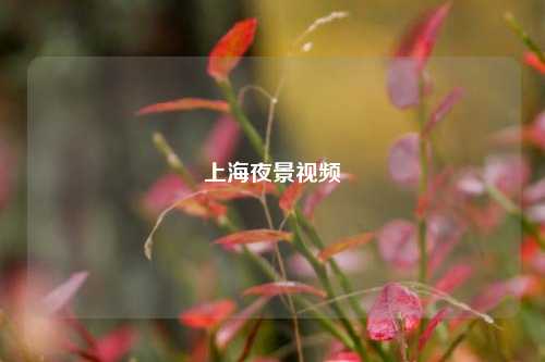 上海夜景视频