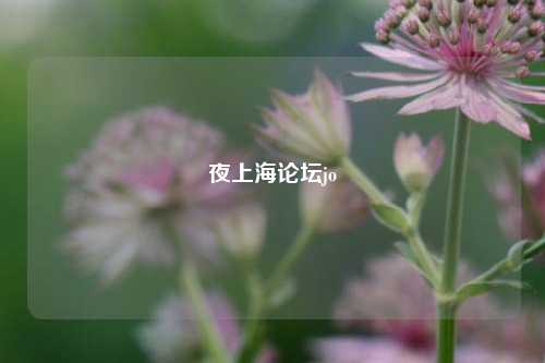 夜上海论坛jo